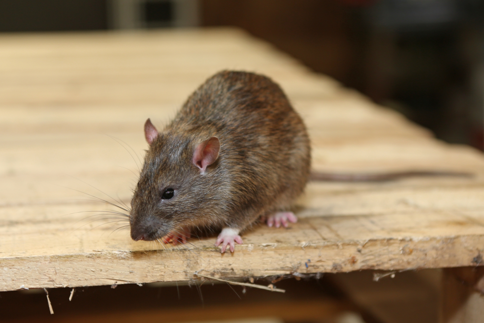 Rat Infestation, Pest Control in Great Bookham, Little Bookham, KT23. Call Now 020 8166 9746