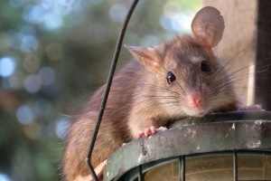 Rat Control, Pest Control in Great Bookham, Little Bookham, KT23. Call Now 020 8166 9746