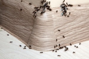 Ant Control, Pest Control in Great Bookham, Little Bookham, KT23. Call Now 020 8166 9746