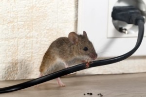 Mice Control, Pest Control in Great Bookham, Little Bookham, KT23. Call Now 020 8166 9746