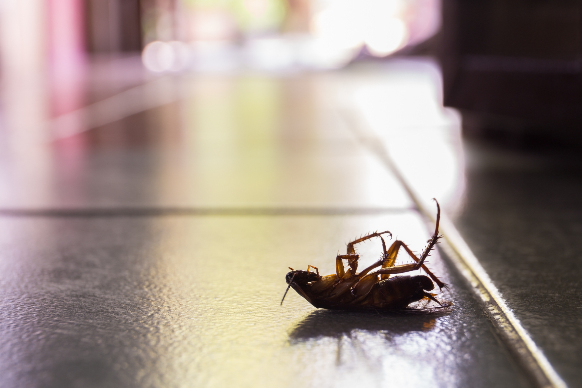 Cockroach Control, Pest Control in Great Bookham, Little Bookham, KT23. Call Now 020 8166 9746